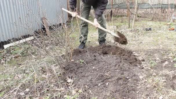 Человек Серой Куртке Густой Бороде Роет Садовую Кровать Рядом Растет — стоковое видео