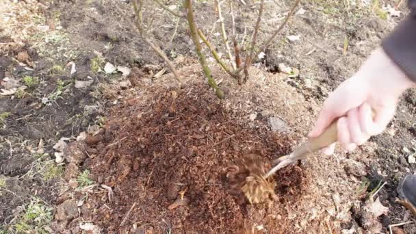 Man Wieden Grond Naast Een Bos Van Rozen Met Behulp — Stockvideo