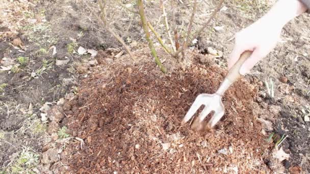 Uomo Erbaccia Terreno Accanto Cespuglio Rose Utilizzando Una Zappa Concetto — Video Stock