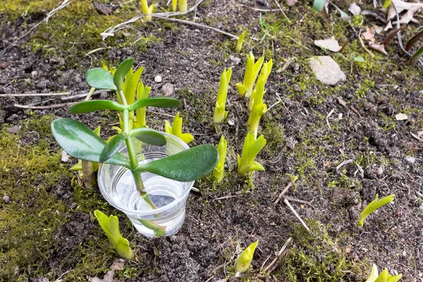 花园里精心种植着一棵绿色的小植物 四月的地球日 土壤和自然护理 — 图库照片