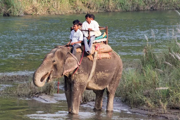Nepal Chitwan 2018 Hombres Montando Elefante Parque Nacional Cuidar Los — Foto de Stock