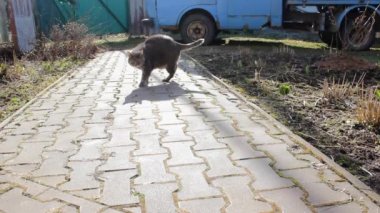 Şirin şişman kedi kameranın yanına gidiyor, hayvanın sarı gözleri ve gri kürkü var. Yırtıcı bir hayvan gibi sakal ve bıyık.