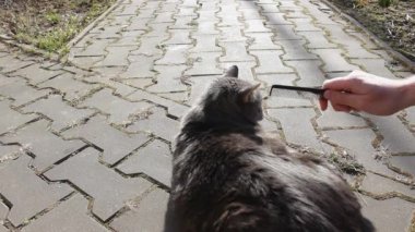 Şefkatli bir sahip, sevimli gri kedisini bir hayvan saç fırçasıyla tarar. Bahar boyunca büyük sarı gözlü bir kedi zevk alır. Dünya Hayvan Koruma Günü, 4 Ekim