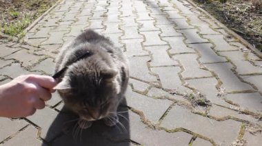 Şefkatli bir sahip, sevimli gri kedisini bir hayvan saç fırçasıyla tarar. Bahar boyunca büyük sarı gözlü bir kedi zevk alır. Dünya Hayvan Koruma Günü, 4 Ekim