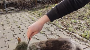 Şefkatli bir sahip, sevimli gri kedisini bir hayvan saç fırçasıyla tarar. Bahar boyunca büyük sarı gözlü bir kedi zevk alır. Dünya Hayvan Koruma Günü, 4 Ekim