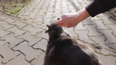 Şefkatli bir sahip, sevimli gri kedisini bir hayvan saç fırçasıyla tarar. Bahar boyunca büyük sarı gözlü bir kedi zevk alır. Dünya Hayvan Koruma Günü, 4 Ekim