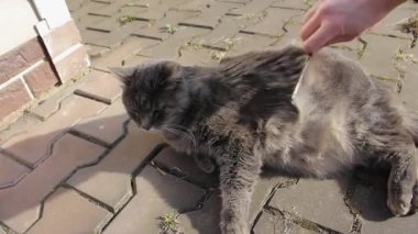 Şefkatli bir sahip, sevimli gri kedisini bir hayvan saç fırçasıyla tarar. Bahar boyunca büyük sarı gözlü bir kedi zevk alır. Dünya Hayvan Koruma Günü, 4 Ekim