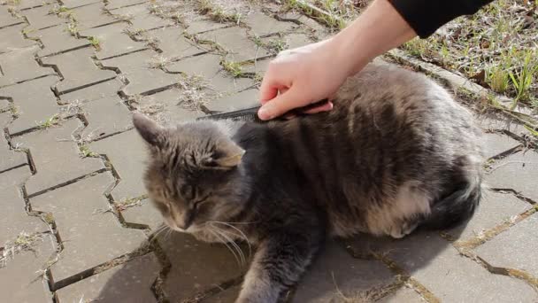 Omtänksam Ägare Kammar Sin Söta Grå Katt Med Djurhårborste Katt — Stockvideo