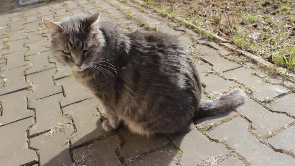 飼い主はかわいい灰色の猫と動物の毛ブラシを組み合わせています 春のモルトの間に大きな黄色の目をした猫は喜びを得る 10月4日世界動物保護デーへのコンセプト — ストック動画