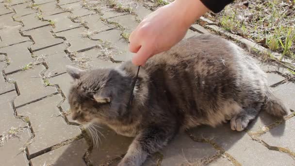 飼い主はかわいい灰色の猫と動物の毛ブラシを組み合わせています 春のモルトの間に大きな黄色の目をした猫は喜びを得る 10月4日世界動物保護デーへのコンセプト — ストック動画