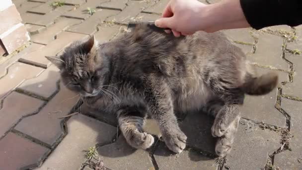 Słodki Gruby Kot Szarym Futrem Leży Ziemi Bawi Się Grzebieniem — Wideo stockowe