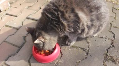 Büyük ve şişman gri bir kedi, kırmızı bir kaseden hayvan yemi yiyor. Hayvanların karantina sırasında aşırı yemek yemesi nedeniyle obezite sorunu. 4 Ekim ve 22 Temmuz 'da hayvan sağlığı günü ve şişmanlar günü kavramı