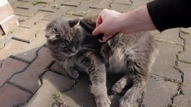 Gri kürklü şirin bir şişman kedi yerde yatıyor ve bir tarakla oynuyor. Büyük sarı gözler, gür bıyıklar ve hayvanın yavaş hareketleri. Hayvanlar Günü için vahşi yaşamla ilgileniyorum.