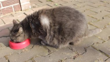 Büyük ve şişman gri bir kedi, kırmızı bir kaseden hayvan yemi yiyor. Hayvanların karantina sırasında aşırı yemek yemesi nedeniyle obezite sorunu. 4 Ekim ve 22 Temmuz 'da hayvan sağlığı günü ve şişmanlar günü kavramı