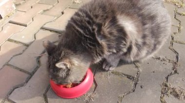 Büyük ve şişman gri bir kedi, kırmızı bir kaseden hayvan yemi yiyor. Hayvanların karantina sırasında aşırı yemek yemesi nedeniyle obezite sorunu. 4 Ekim ve 22 Temmuz 'da hayvan sağlığı günü ve şişmanlar günü kavramı