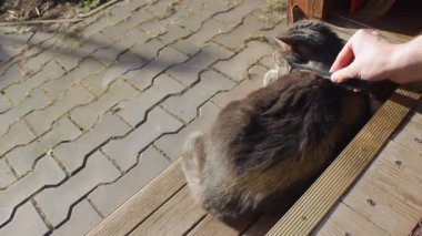 Şefkatli bir sahip, sevimli gri kedisini bir hayvan saç fırçasıyla tarar. Bahar boyunca büyük sarı gözlü bir kedi zevk alır. Dünya Hayvan Koruma Günü, 4 Ekim