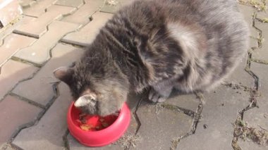 Büyük ve şişman gri bir kedi, kırmızı bir kaseden hayvan yemi yiyor. Hayvanların karantina sırasında aşırı yemek yemesi nedeniyle obezite sorunu. 4 Ekim ve 22 Temmuz 'da hayvan sağlığı günü ve şişmanlar günü kavramı