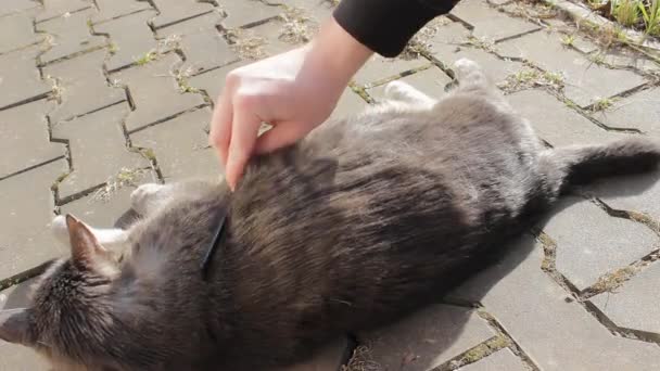 Caring Owner Combs His Cute Gray Cat Animal Hairbrush Cat — Stock Video