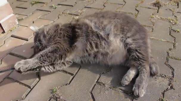 Μια Χαριτωμένη Χοντρή Γάτα Γκρι Γούνα Είναι Ξαπλωμένη Στο Έδαφος — Αρχείο Βίντεο