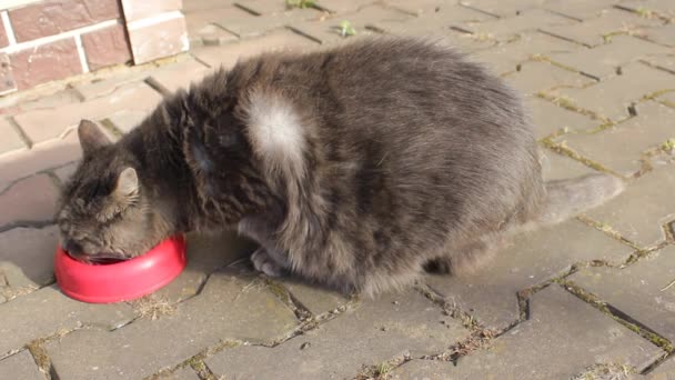 Duży Gruby Szary Kot Jedzący Zwierzęce Jedzenie Czerwonej Miski Problem — Wideo stockowe