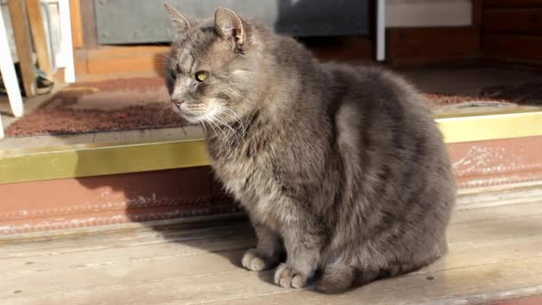 Simpatico Gatto Grigio Grasso Con Grandi Occhi Gialli Siede Crogiola — Video Stock