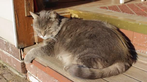 一只长着大大的黄色眼睛的可爱的胖灰猫坐在那里晒太阳 家庭观念中最受欢迎的成员世界动物日 — 图库视频影像