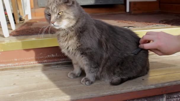Starostlivý Majitel Česá Svou Roztomilou Šedou Kočku Zvířecím Kartáčkem Kočka — Stock video