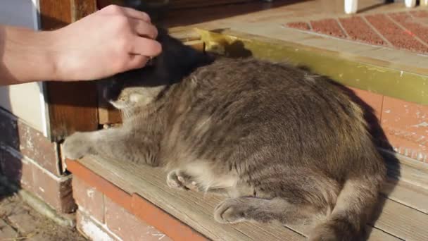 Ein Fürsorglicher Besitzer Kämmt Seine Niedliche Graue Katze Mit Einer — Stockvideo