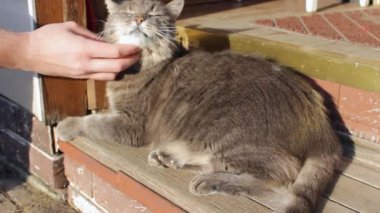 Şirin şişman kedi leopar boyası ahşap yüzeyde yatıyor ve sahibinin arkadaşlığından hoşlanıyor. Sahibi hayvanı okşar ve nazikçe kaşır. Hayvan Bakımı Günü