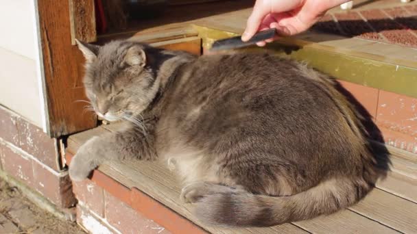 Propietario Cuidadoso Peina Lindo Gato Gris Con Cepillo Pelo Animal — Vídeo de stock