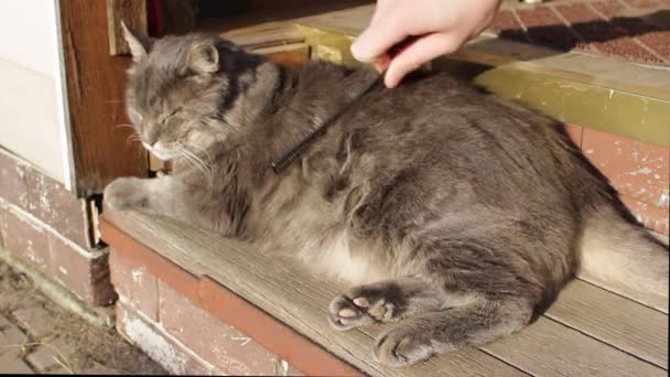 一位有爱心的主人用动物毛刷梳理他可爱的灰猫 一只大黄眼睛的猫在蜕皮时很快乐 世界动物保护日概念 10月4日 — 图库视频影像