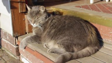 Şefkatli bir sahip, sevimli gri kedisini bir hayvan saç fırçasıyla tarar. Bahar boyunca büyük sarı gözlü bir kedi zevk alır. Dünya Hayvan Koruma Günü, 4 Ekim