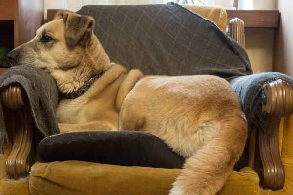 Üzgün, kızıl renkli bir köpek sandalyede yatıyor. Köpek sahibini bekliyor. Efendisi olmayan ev hayvanlarının konsept sorunları
