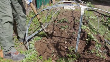 Adam bahçeye iniyor, sebze ekmek için büyük bir kürek kullanıyor. Yaz güneşli bir gün ekin ekmek için iyi bir zamandır. Çiftçilere sosyal yardım ve toprak günü konsepti. Kendin yap. Birinci adım.