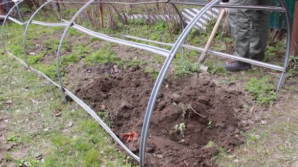 Man Digs Land Garden Using Big Shovel Further Planting Vegetables — Stock Video