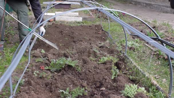 Uomo Coltiva Rimuove Erbacce Giardino Utilizzando Rastrello Piantare Ulteriori Verdure — Video Stock