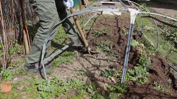 Man Digs Land Garden Using Big Shovel Further Planting Vegetables — Stock Video