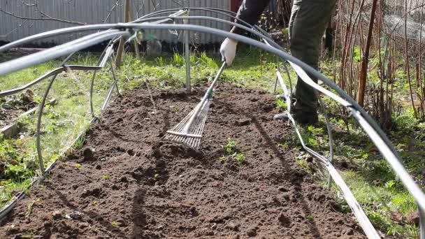 Mens Kweekt Verwijdert Onkruid Een Tuin Met Hark Voor Het — Stockvideo