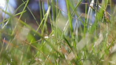 Güzel, doğal çayır çimenleri rüzgârla savruluyordu. İnanılmaz yeşil sallanan çimen alanı rahatlatıcı ve romantik. Rüzgâr esintisi boyunca sallanıyor. Kuşlar ötüyor ve uzayı kopyalıyor. Yeşil çevre kavramı.