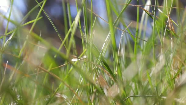 Piękna Naturalna Trawa Łąkowa Kołysana Wiatrem Niesamowite Zielone Kołyszące Się — Wideo stockowe