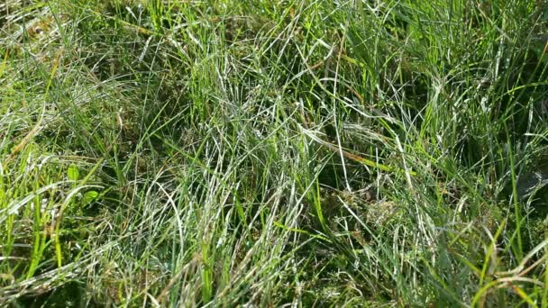 Prachtig Natuurlijk Weidegras Bewogen Door Wind Het Geweldige Groene Grasveld — Stockvideo