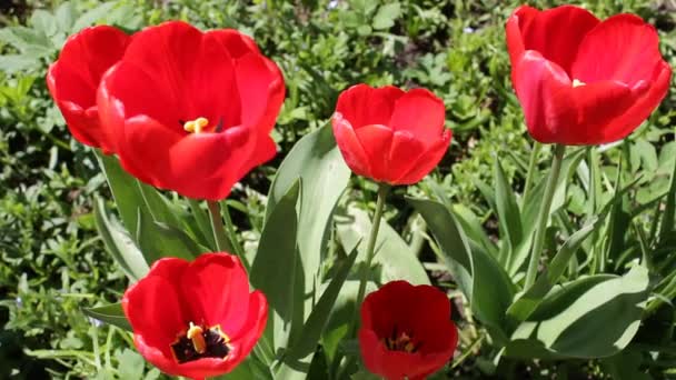 Bloeiende Rode Tulpen Het Voorjaar Verschillende Heldere Mooie Tulpen Close — Stockvideo