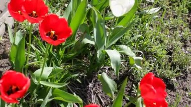 Baharda açan kırmızı laleler. Açık havada yeşil çimlere yakın bir kaç güzel lale tomurcukları hafif bir rüzgar esintisinden sendeliyor.