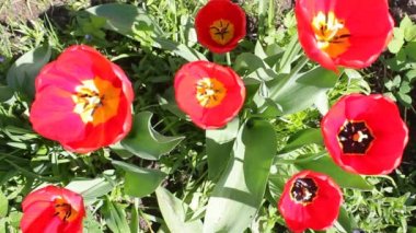 Baharda açan kırmızı laleler. Açık havada yeşil çimlere yakın bir kaç güzel lale tomurcukları hafif bir rüzgar esintisinden sendeliyor.