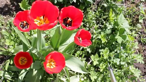Virágzó vörös tulipán tavasszal. Számos fényes gyönyörű tulipán közelkép egy zöld fű háttér a szabadban, rügyek tántorog az enyhe fuvallat