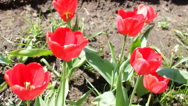 Virágzó Vörös Tulipán Tavasszal Számos Fényes Gyönyörű Tulipán Közelkép Egy — Stock videók