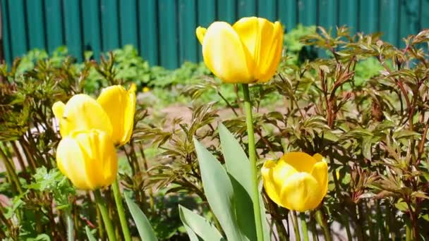 Floração Tulipas Amarelas Primavera Vários Tulipas Bonitas Brilhantes Closeup Fundo — Vídeo de Stock