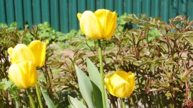 Baharda açan sarı laleler. Açık havada yeşil çimlere yakın bir kaç güzel lale tomurcukları hafif bir rüzgar esintisinden sendeliyor.