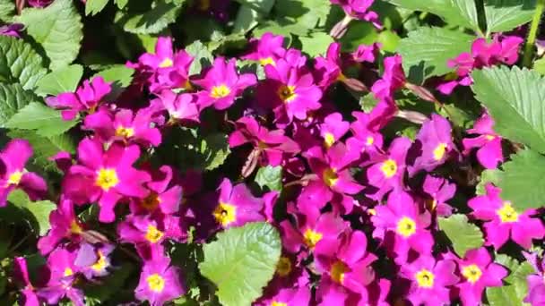 Blooming Purple Forget Summer Bright Beautiful Flowers Closeup Green Grass — Stock Video