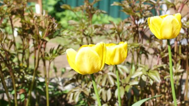 Blooming Yellow Tulips Spring Several Bright Beautiful Tulips Closeup Green — Stock Video